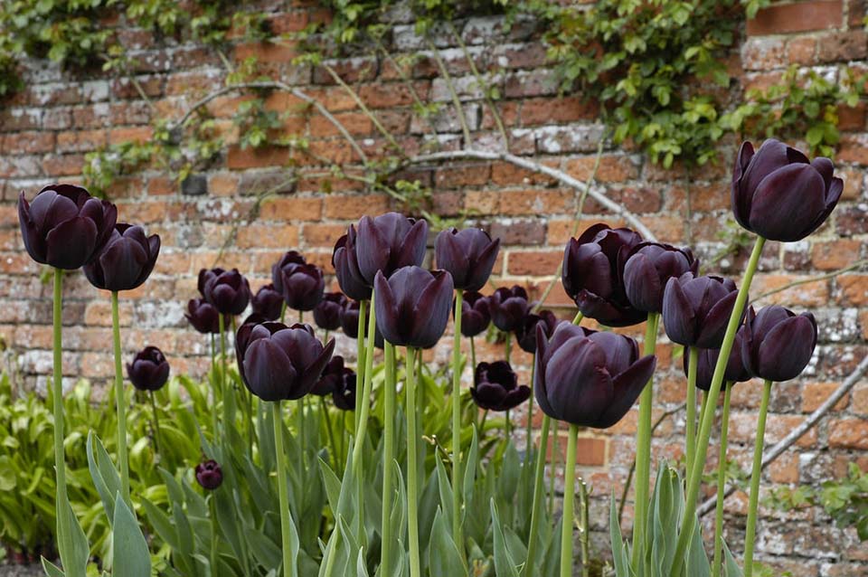ชม Tulip ดอกทิวลิป ณ เทศกาลเคอเคนฮอฟ ณ ประเทศเนเธอแลนด์ – Beaconboy Travel  Company Limited