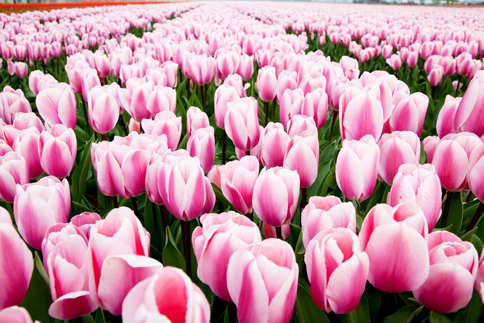Tulip ดอกทิวลิป สีชมพู