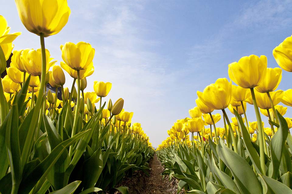 ชม Tulip ดอกทิวลิป ณ เทศกาลเคอเคนฮอฟ ณ ประเทศเนเธอแลนด์ – Beaconboy Travel  Company Limited