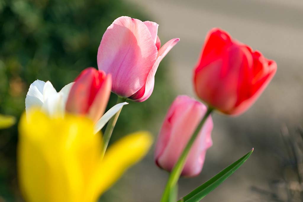 ชม Tulip ดอกทิวลิป ณ เทศกาลเคอเคนฮอฟ ณ ประเทศเนเธอแลนด์ – Beaconboy ...